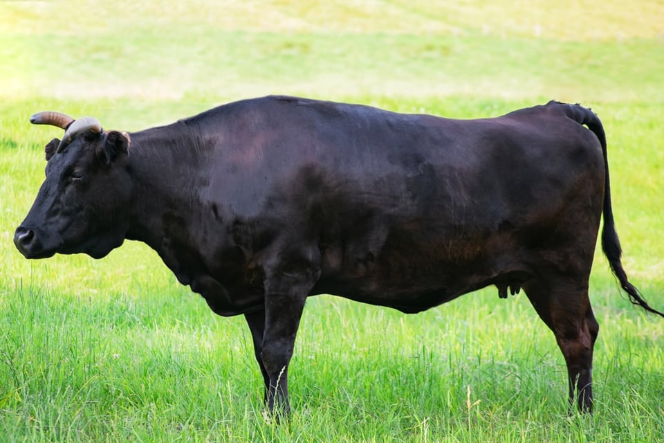 Wagyu Cow